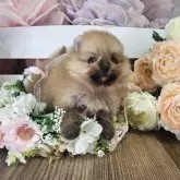 ポメラニアン