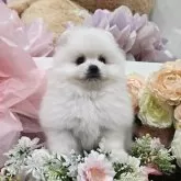 ポメラニアン
