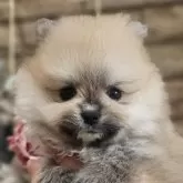 ポメラニアン