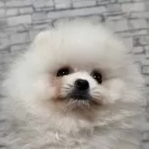 ポメラニアン