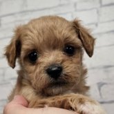 チワプー(チワワ×トイプードル)