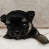 ポメチワ(ポメラニアン×チワワ)