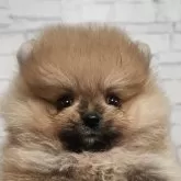 ポメラニアン
