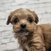 チワプー(チワワ×トイプードル)