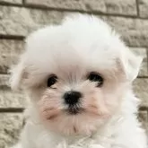 マルチーズ