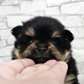 ポメラニアン