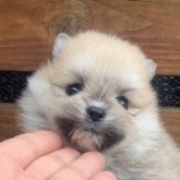 ポメラニアン