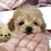 ティーカッププードル