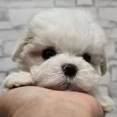 マルチーズ