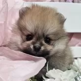 ポメラニアン