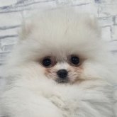 ポメラニアン