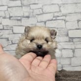 ポメラニアン