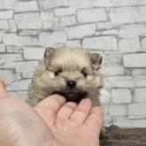 ポメラニアン