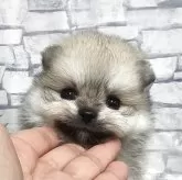 ポメラニアン