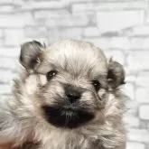 ポメラニアン