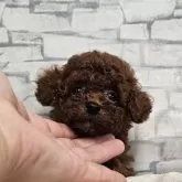 タイニープードル
