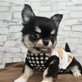 チワワ(ロング)