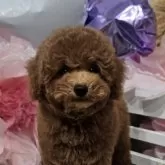 トイプードル(トイ)【埼玉県・男の子・2025年7月21日・レッド】の写真2