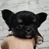 チワワ(ロング)【埼玉県・女の子・2025年9月1日・ブラックタン】の写真2