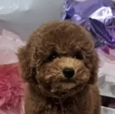 トイプードル(トイ)【埼玉県・男の子・2025年7月21日・レッド】の写真3