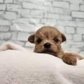 チワプー(チワワ×トイプードル)【埼玉県・男の子・2025年10月10日・アプリ】の写真4