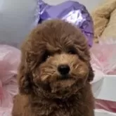 トイプードル(トイ)【埼玉県・男の子・2025年7月21日・レッド】の写真4