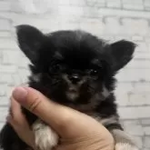 チワワ(ロング)【埼玉県・男の子・2025年8月8日・ブラックタン】の写真4