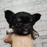 チワワ(ロング)【埼玉県・女の子・2025年9月1日・ブラックタン】の写真4