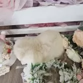 チワマル(マルチーズ×チワワ)【埼玉県・男の子・2025年6月26日・クリーム】の写真5