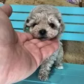 マルプー(マルチーズ×トイプードル)【埼玉県・女の子・2024年10月25日・クリーム】の写真6