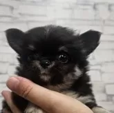 チワワ(ロング)【埼玉県・男の子・2025年8月8日・ブラックタン】の写真6