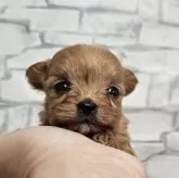 チワプー(チワワ×トイプードル)【埼玉県・男の子・2025年10月10日・アプリ】の写真8