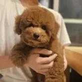 トイプードル(トイ)【埼玉県・男の子・2025年7月21日・レッド】の写真9