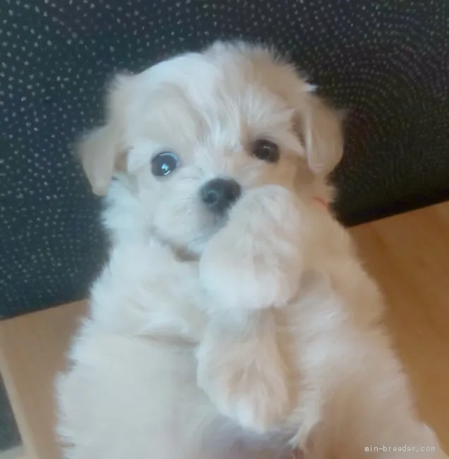 ID:1909-01181の子犬