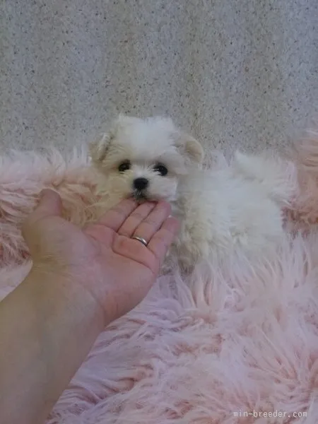 ID：1510-01544の子犬