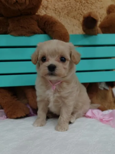 まりちゃん 様のお迎えした子犬