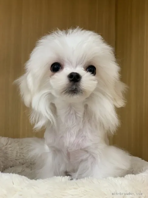 ID：2004-03035の子犬