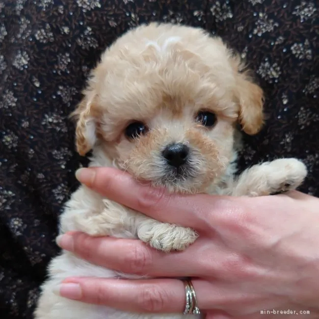 ID:2009-03049の子犬