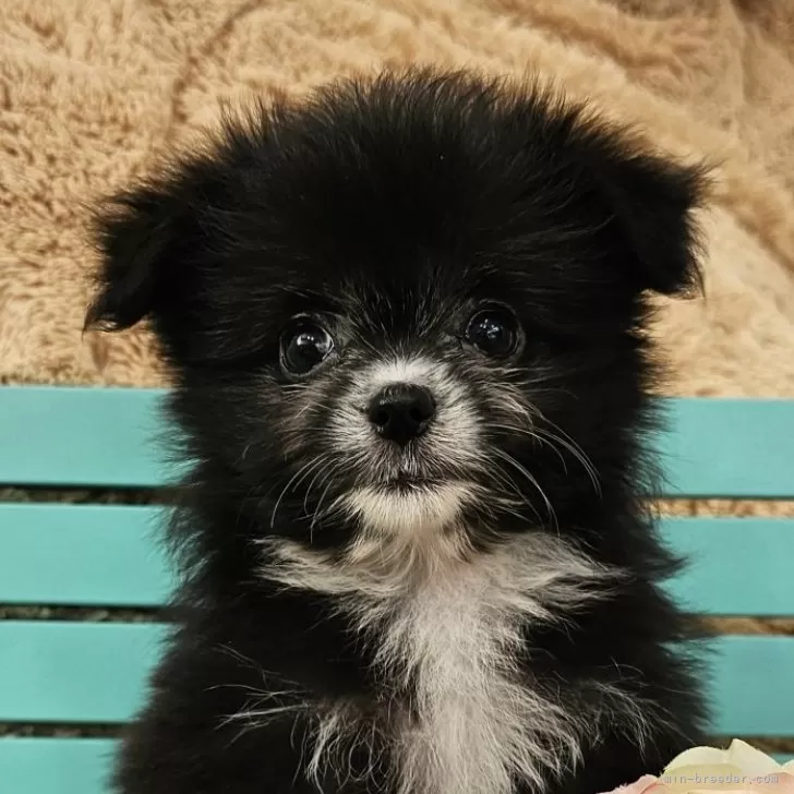 ID:2408-02709の子犬