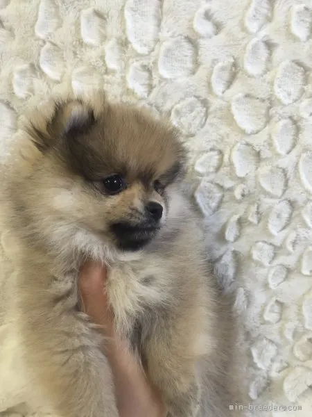 ID:1510-01562の子犬
