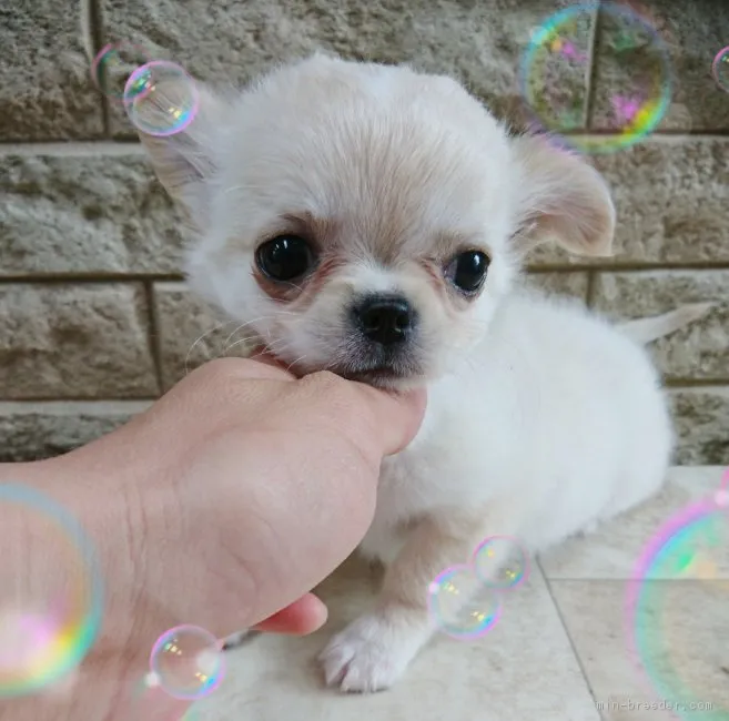 ID:1705-00262の子犬