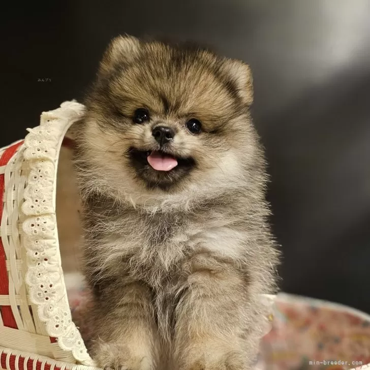ID:2405-06261の子犬