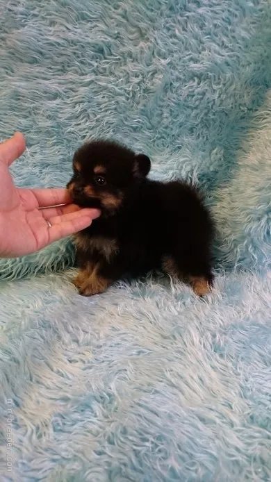 ID:1511-00774の子犬