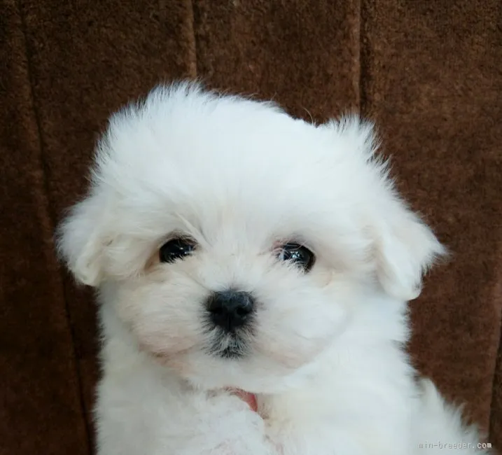 ID:1602-00813の子犬