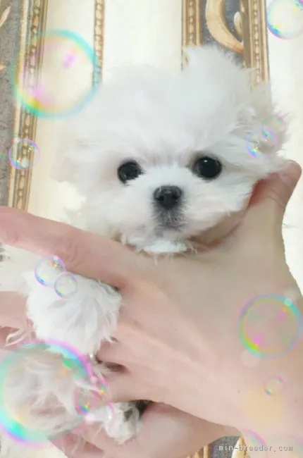 ID：1702-01424の子犬