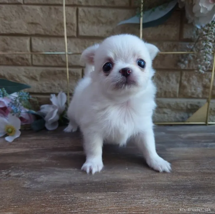 ID：2307-06048の子犬