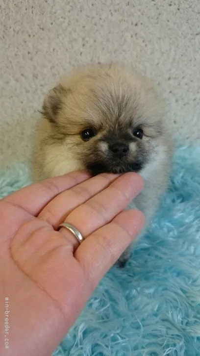 ID:1603-00289の子犬