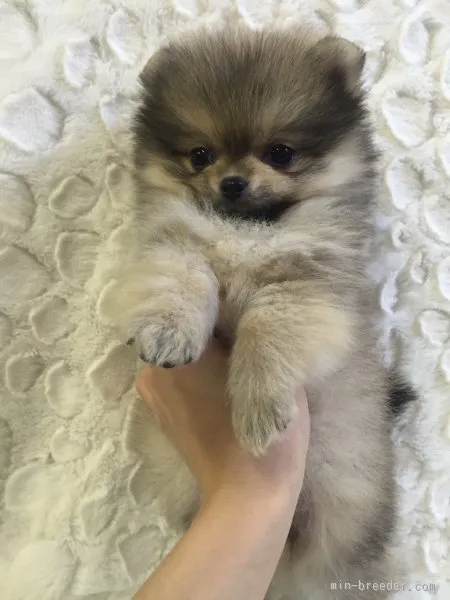 ID：1510-01561の子犬