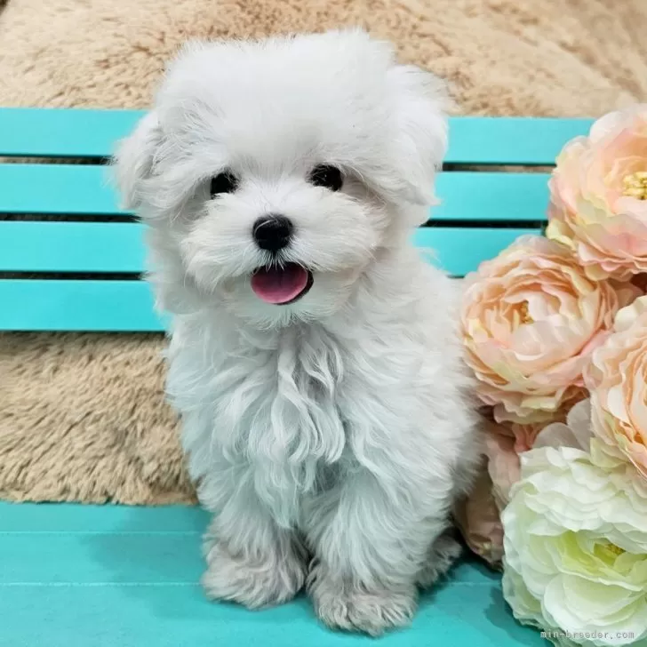 ID:2407-06520の子犬