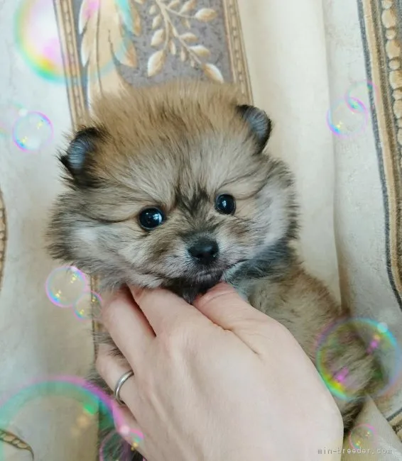 ID：1701-00296の子犬